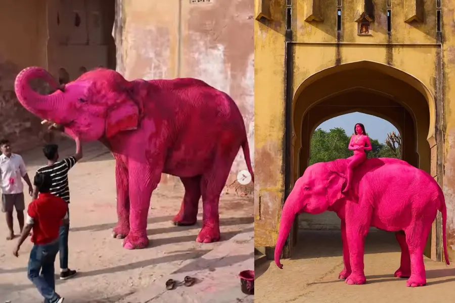 pink-elephant-jpg