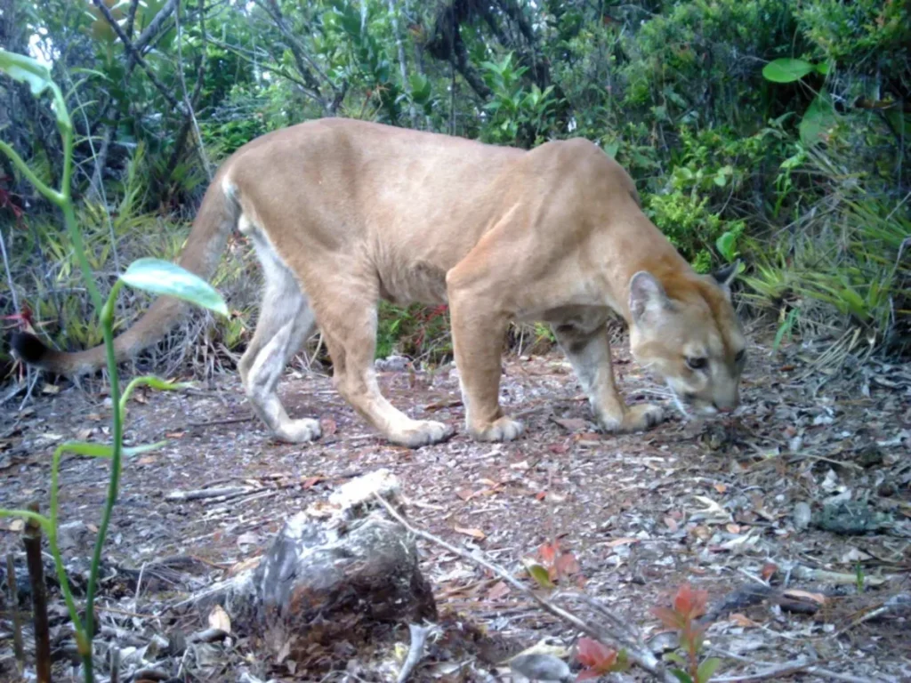 Reaparece un “jaguar de las nubes” tras 10 años y enciende la esperanza en Honduras image puma honduras 1