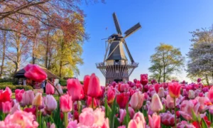 image acciones para salvar el Amazonas shutterstock 2156786217 scaled 1