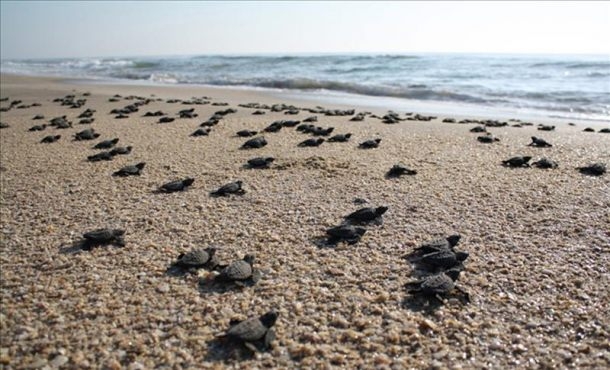 Más de 440 mil tortugas marinas en peligro fueron liberadas en Nicaragua image 0ab17f01e1df864dda2327baba3a4cd5