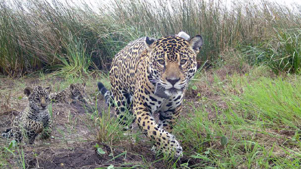 El yaguareté volvió al Iberá: el histórico regreso del mayor felino de América tras 70 años image 2Z3DO3Y6KFBYBBHRBTFUMMI4P4