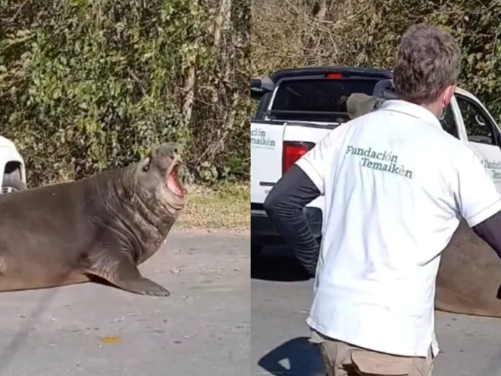 Un elefante marino cortó una calle y sorprendió a vecinos en Ensenada image 4ntiHcOQl 2000x1500 1