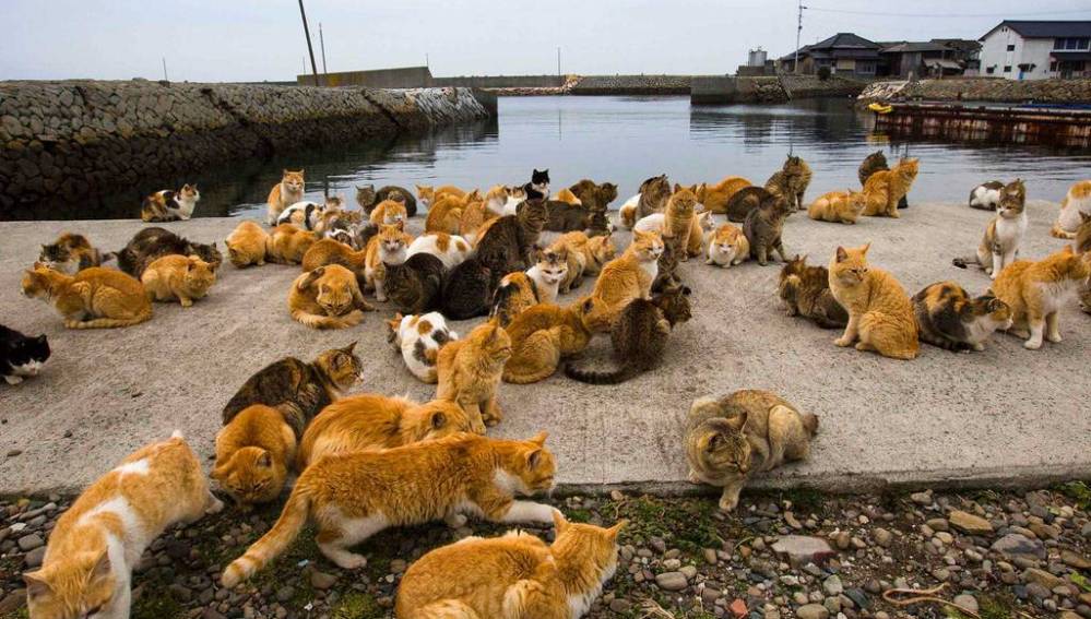 La isla japonesa donde viven más gatos que personas y las casas quedaron abandonadas image 58