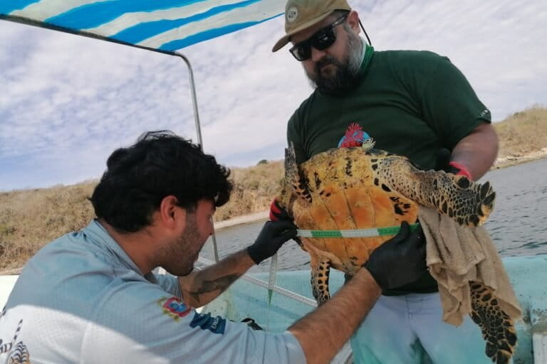 Tres especies que estaban al borde de desaparecer hoy tienen una segunda oportunidad gracias a comunidades de Latinoamérica image IMG 20260308 110111 1 768x512 2