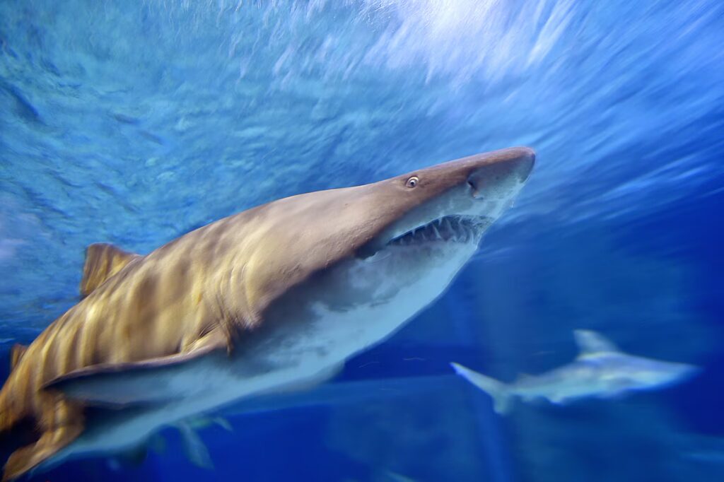 Horror en Australia: un tiburón mató a un pescador frente a sus amigos image ISQLXXUYFJFN3KHQDQCOANPQVM