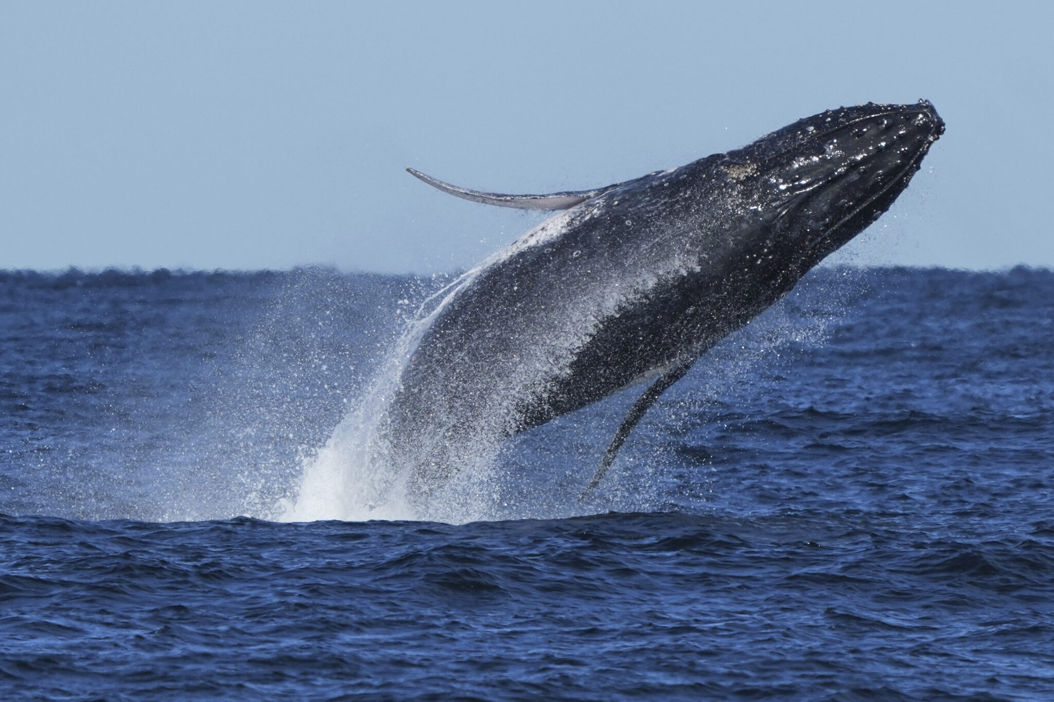 ARCHIVO - Una ballena jorobada emerge cerca de la costa en Port Stephens, al norte de Sydney, Australia, el 18 de junio de 2025. (AP Foto/Mark Baker, Archivo)
