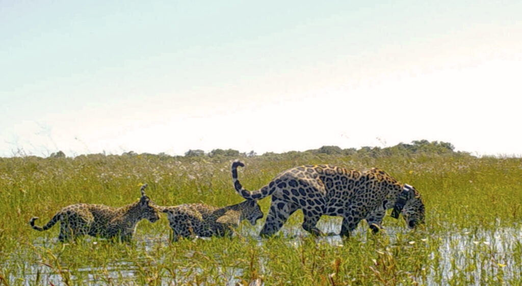 El yaguareté volvió al Iberá: el histórico regreso del mayor felino de América tras 70 años image Liberacion Mariua Karai y Pora