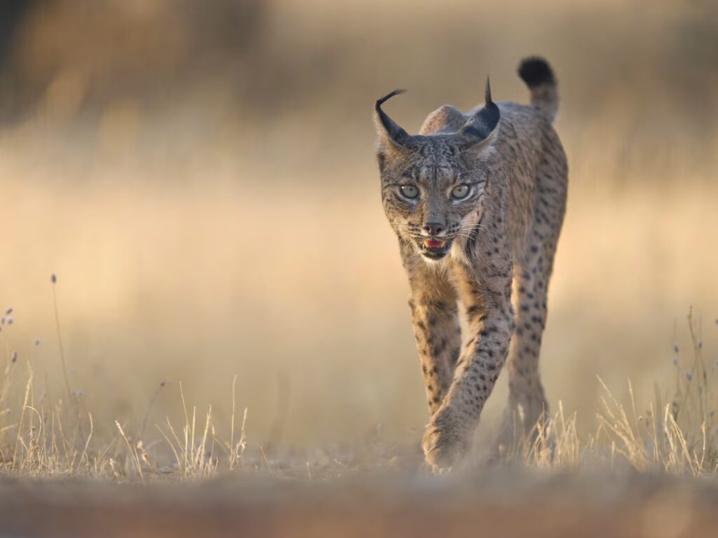 Hace 20 años quedaban menos de 100: el regreso del lince ibérico emociona a Europa image MRF4F7DKLZF4DD5HSGZFRWERHA