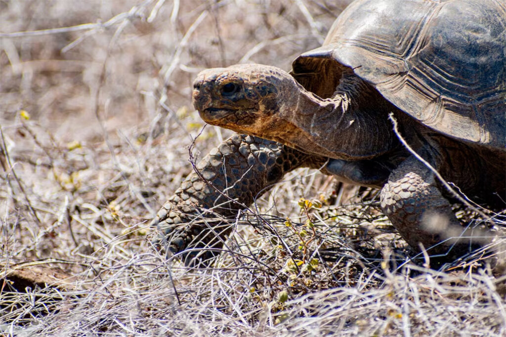 Tres especies que estaban al borde de desaparecer hoy tienen una segunda oportunidad gracias a comunidades de Latinoamérica image Tortuga