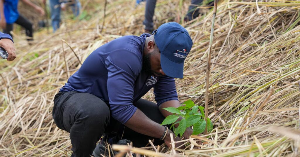 Panamá anunció un plan para reforestar más de 1.300 hectáreas con especies nativas image XO4IWLMKKJCOHHZDENLZEKPL5Y