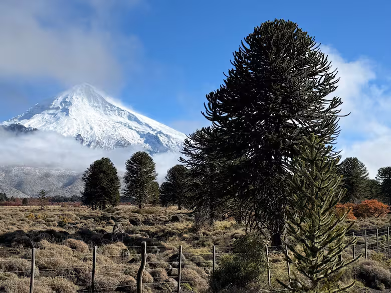 image araucarias en el camino hacia el paso tromen ENLP7KT3VBETFHWID7LHADTEEA 1