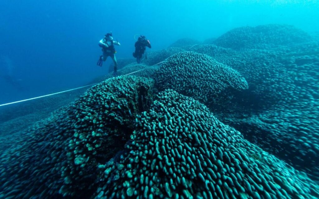 image descubrieron arrecife coral mas grande mundo pacifico sur 1060384 104130