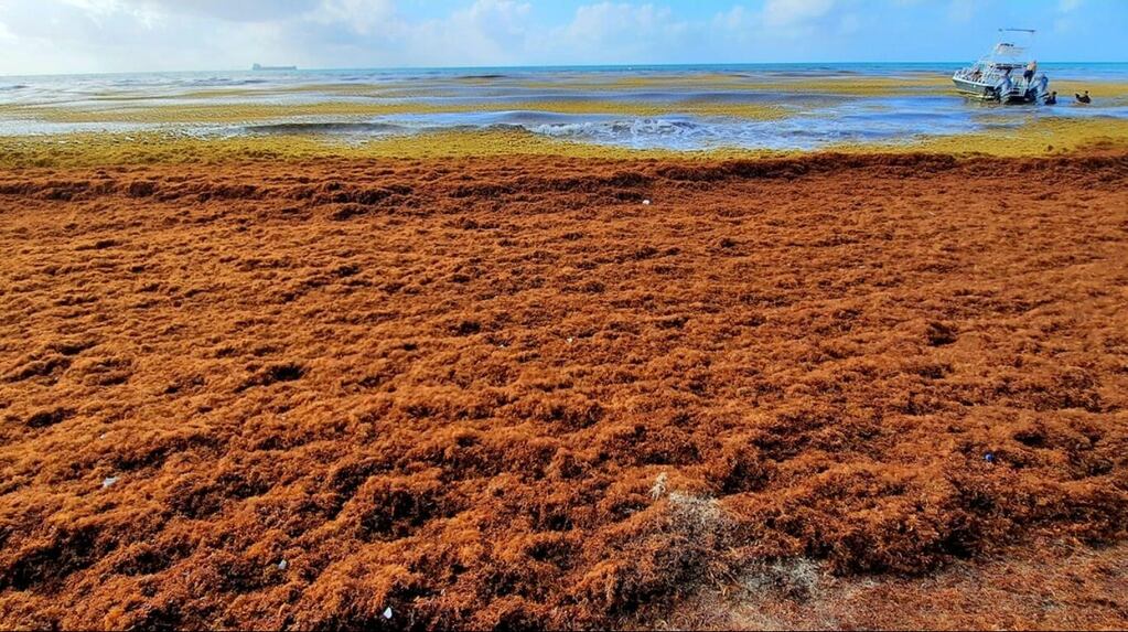 el-sargazo-otra-vez-volvio-al-caribe-foto-red-de-monitoreo-de-sargazo-en-quintana-roo-NGPMQB5HIZEF7DMHHTYWMBMXSM