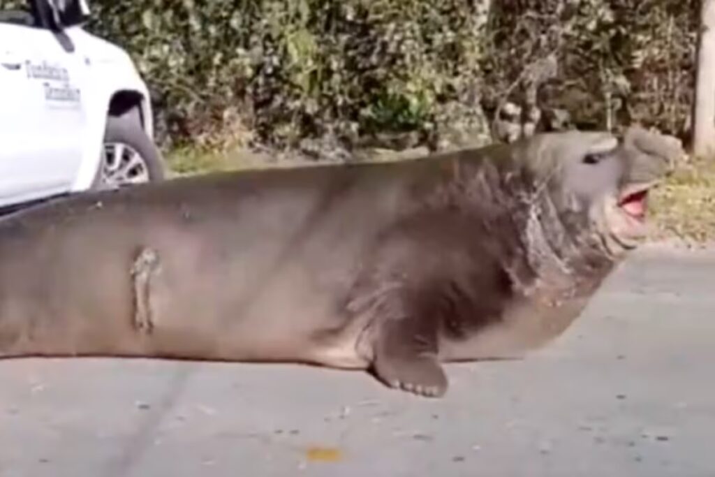 Un elefante marino cortó una calle y sorprendió a vecinos en Ensenada image elefante marino en X7RMTNFCVFFOHNPXBXE6A33ETQ 1