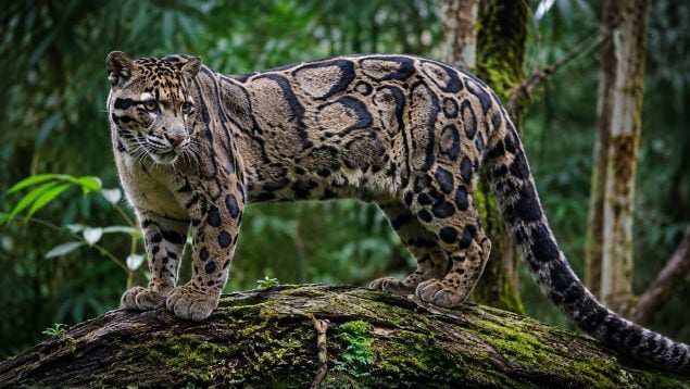 image jaguar nube 635x358 1