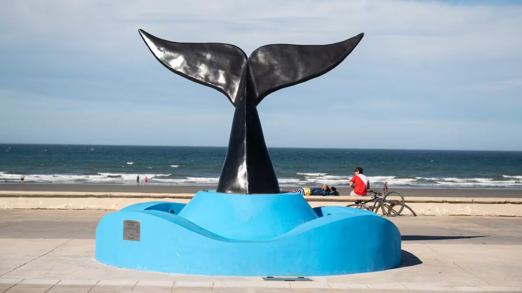 image la ciudad es ideal para el avistaje de ballenas YDZKZXMXNBBLRDKFSLOZHRO6IE