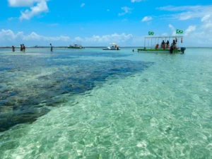 image reforestar el amazonas maragogi shutterstock
