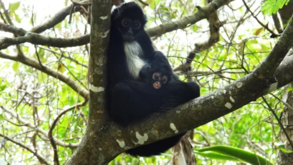 nace_cr-a_de_mono_ara-a_en_zona_de_m-xico_donde_la_especie_se_consideraba_extinta_-1-.png_1025562229