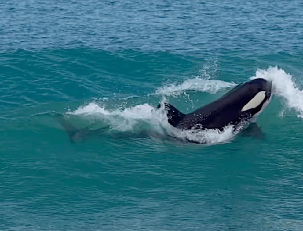 orcas-teaching-surfers-how-to-surf-i-couldnt-find-location-v0-ychfqmhwn9qf1