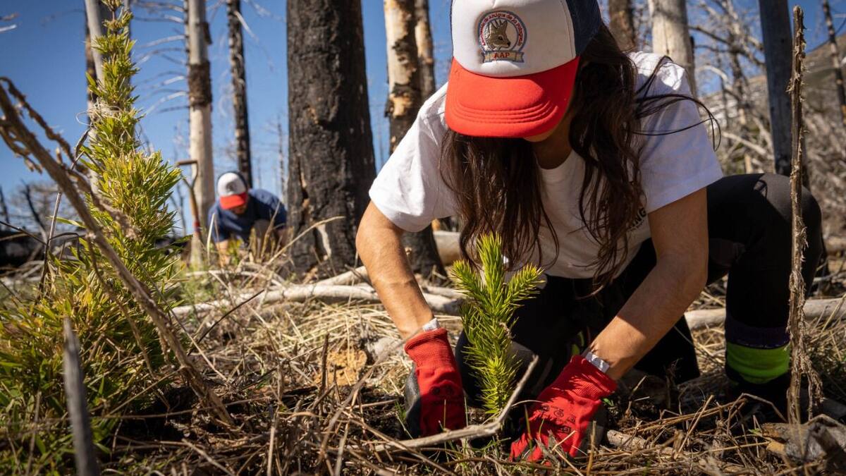 plantaron-3000-araucarias-para-recuperar-un-LFZP2RNVHNHQVM725W72NIXTAQ