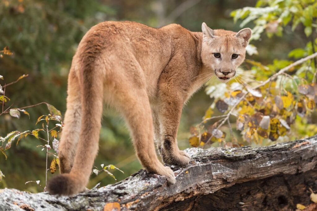 image puma 5707 1200