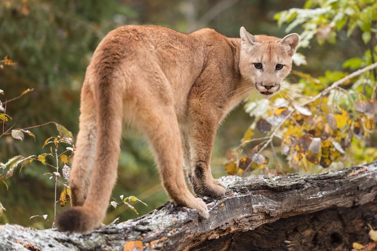 puma_5707_1200