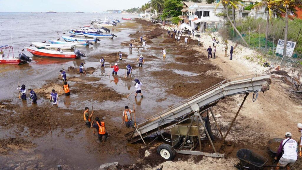 Científicos alertan por graves problemas de salud en trabajadores que recolectan sargazo image sargazo playa limpieza caribe salud unam