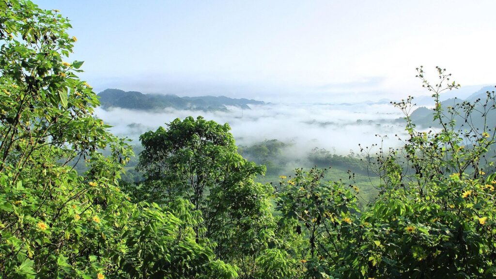 Panamá anunció un plan para reforestar más de 1.300 hectáreas con especies nativas image selva amazonia