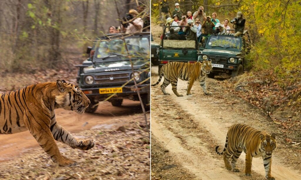 image tigres india