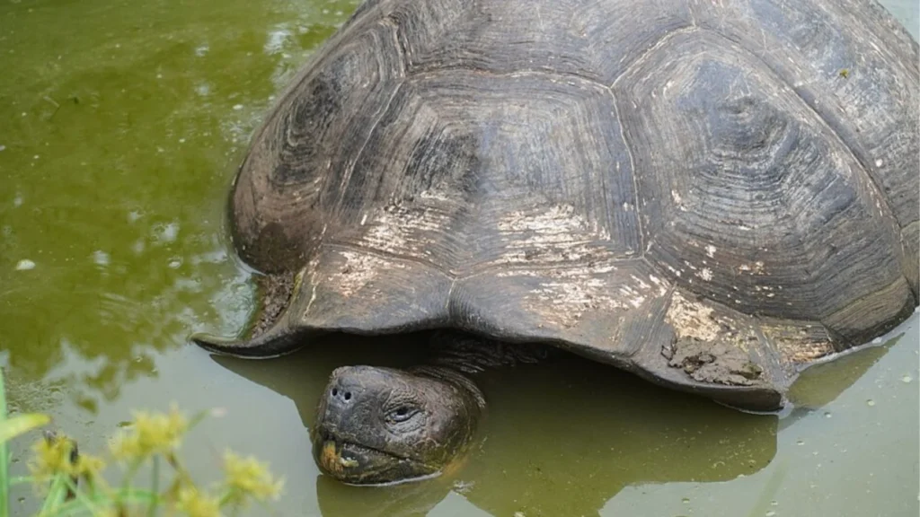 Reintrodujeron solo 10 tortugas gigantes y en seis meses lograron recuperar procesos ecológicos image tortuga gigante de galapagos