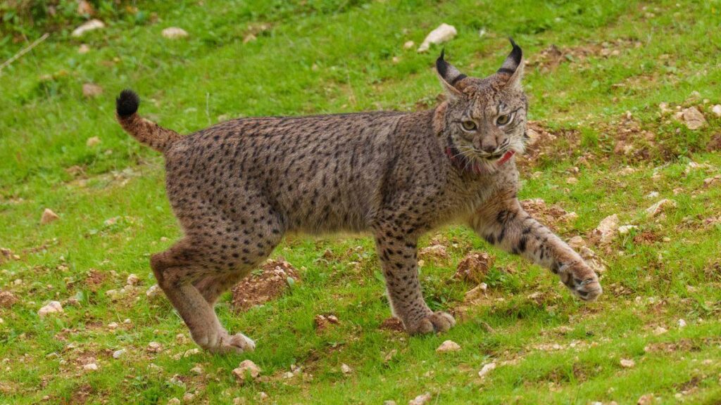 image uvita y u2 hacen historia nace la primera camada de lince iberico en el parque nacional de cabaneros 7731 1200