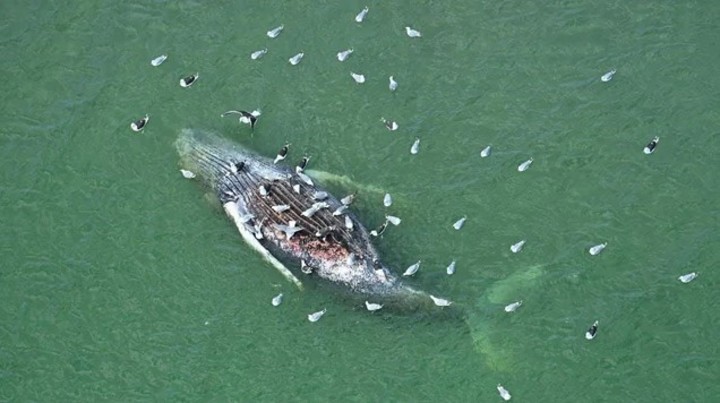 Hallaron muerta a Timmy, la ballena que había sido rescatada tras quedar varada en Alemania image
