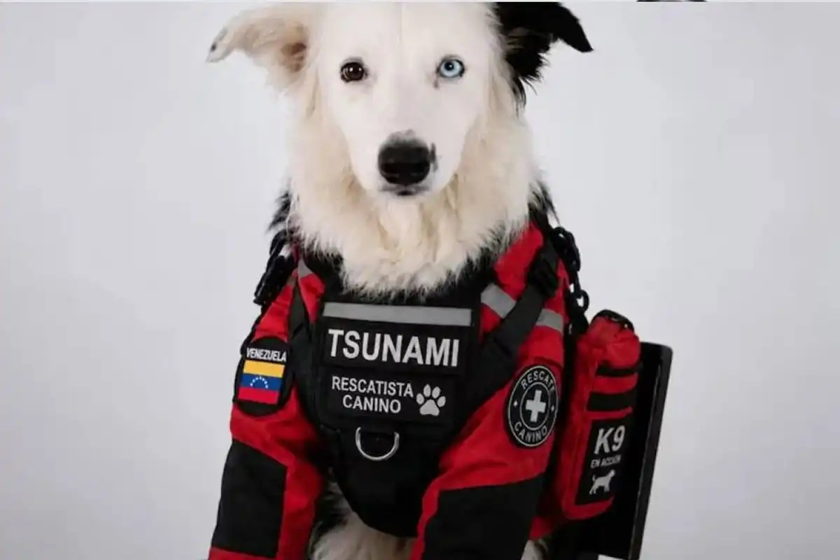 1200x800_tsunami-perro-rescatista-emociona-venezuela-1143162-115752