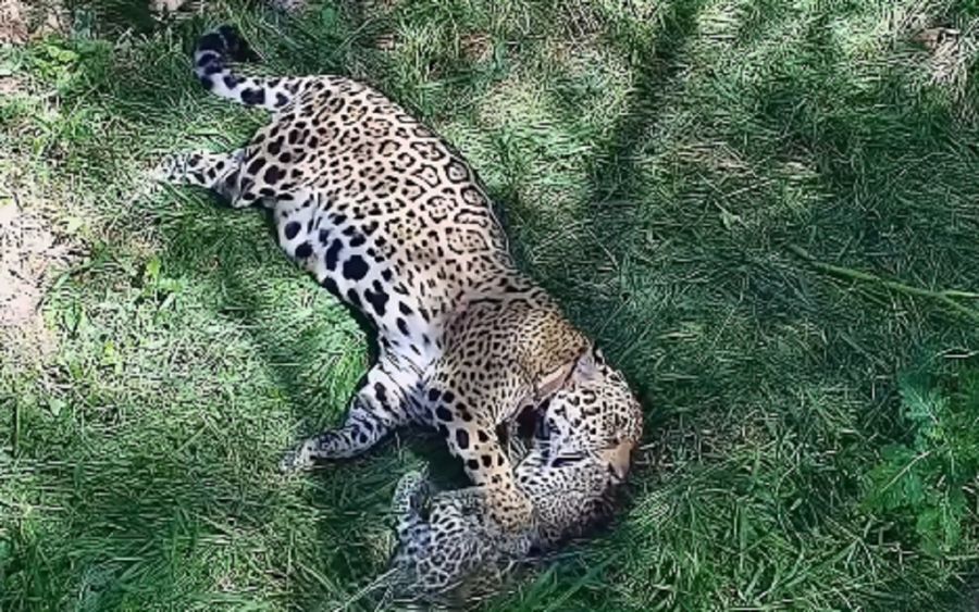 image 1706yaguarete 2262766