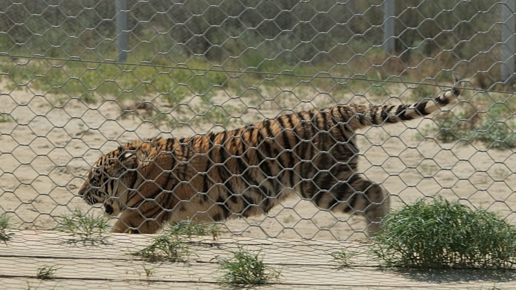 Liberan tigres siberianos para devolver a Asia Central un depredador extinto hace más de 70 años image 51511fde1d0270778e6c9ef1c483eef5
