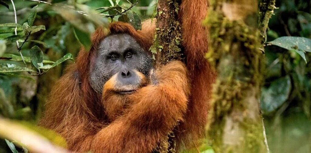 Un devastador temporal acabó con el 10% de los orangutanes más raros del planeta image BkTWYlQ17 1256x620 2 1