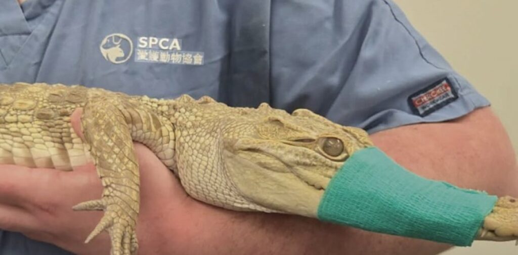Descubren un cocodrilo en el balcón de un departamento y encuentran más reptiles exóticos image EJTVNOCk6 1256x620 1