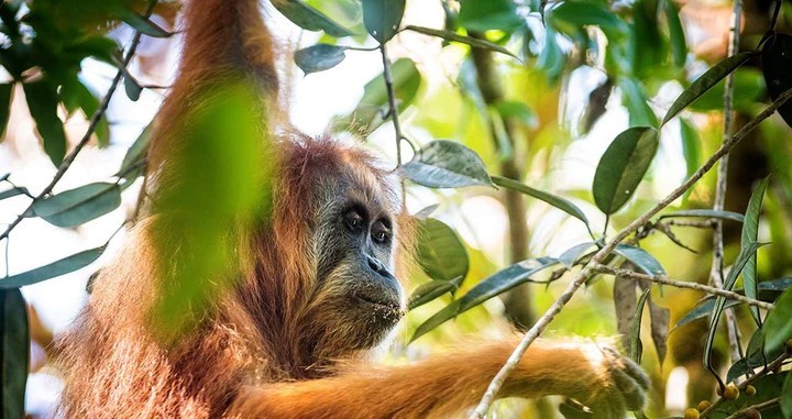Un devastador temporal acabó con el 10% de los orangutanes más raros del planeta image