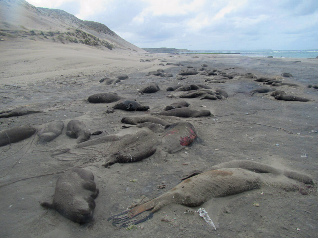 Hallan miles de crías muertas de elefantes marinos en unas remotas islas image IMG 0836 Ralph by VZ