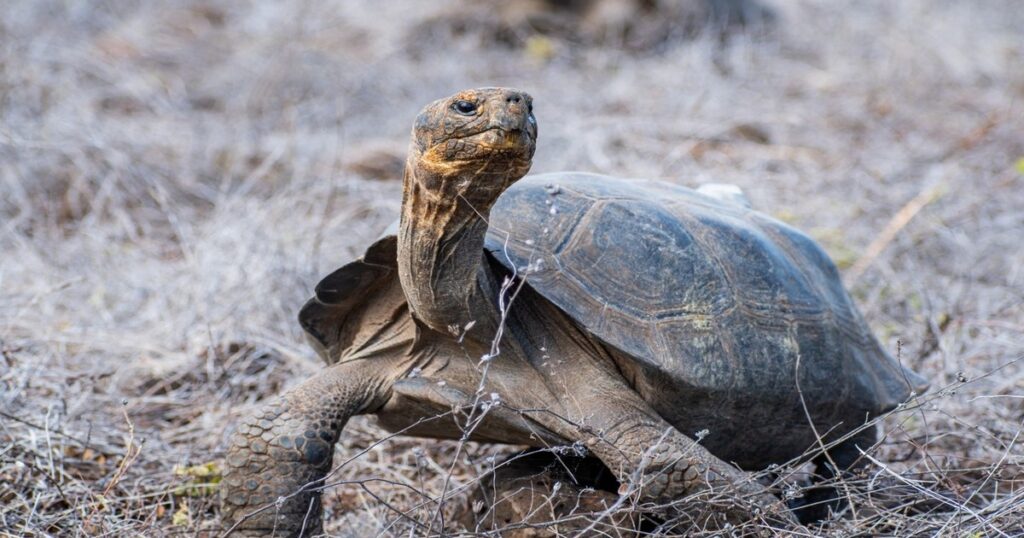 Solo 10 tortugas gigantes lograron algo increíble: restauraron un proceso natural perdido hace 180 años image KXfjYB5Z5 1200x630 1