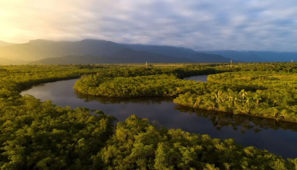 Brasil descubrió una forma simple de salvar el Amazonas y ya está dando resultados image come salvare l amazzonia la soluzione del brasile e semplice ed efficace 1781525393622 1280