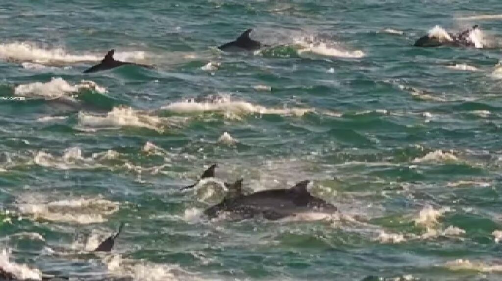 image delfines las grutas