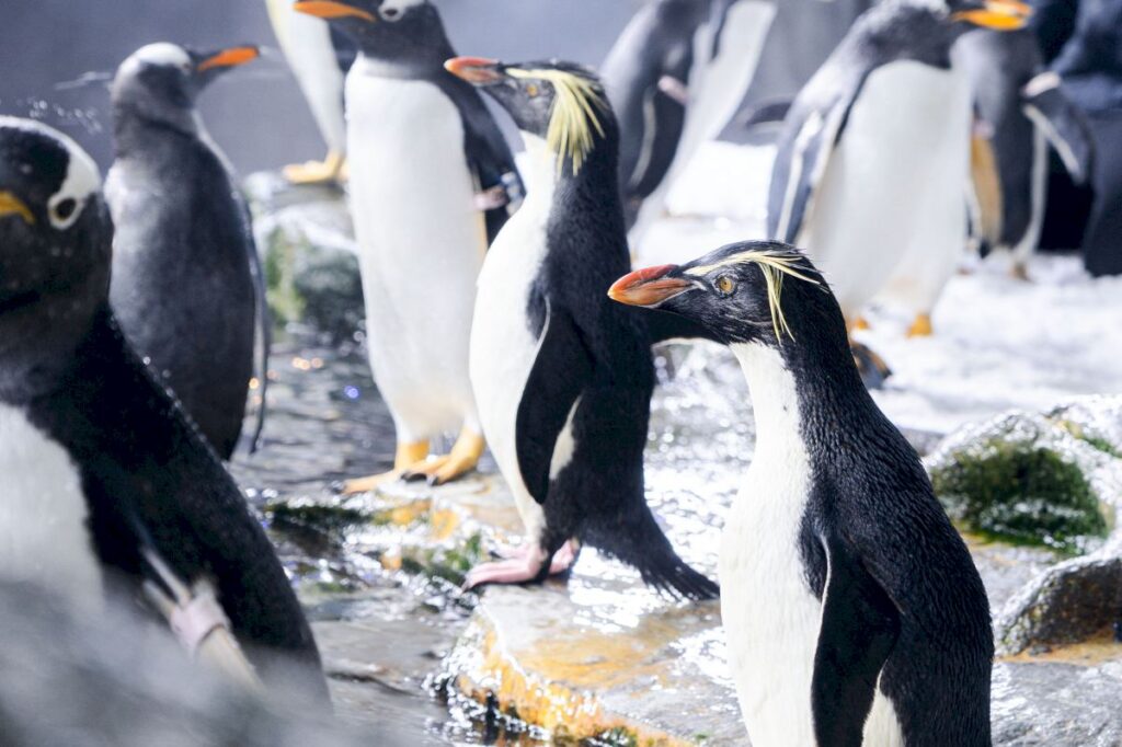 Llegan a Valencia siete de los pingüinos más raros del mundo para ayudar a salvar la especie image el saltarrocas del norte esta catalogado en peligro por la uicn 1