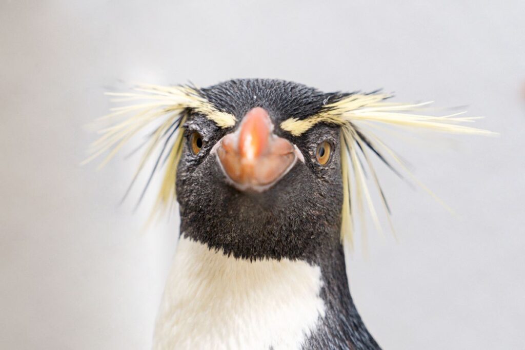 Llegan a Valencia siete de los pingüinos más raros del mundo para ayudar a salvar la especie image el saltarrocas se caracteriza por las plumas amarillas que sobresalen sobre sus ojos