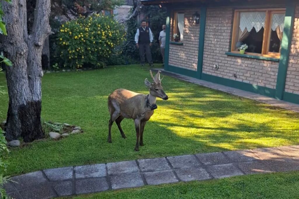 Infraccionaron a una persona por ingresar a una zona protegida donde buscan recuperar al huemul en la Patagonia image los agentes de parques nacionales intentan DBVHRYOEGBDLRJWLLIDWHBDLWI