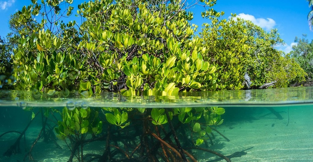 Los manglares se recuperan: el renacer de uno de los ecosistemas más importantes del planeta image manglar