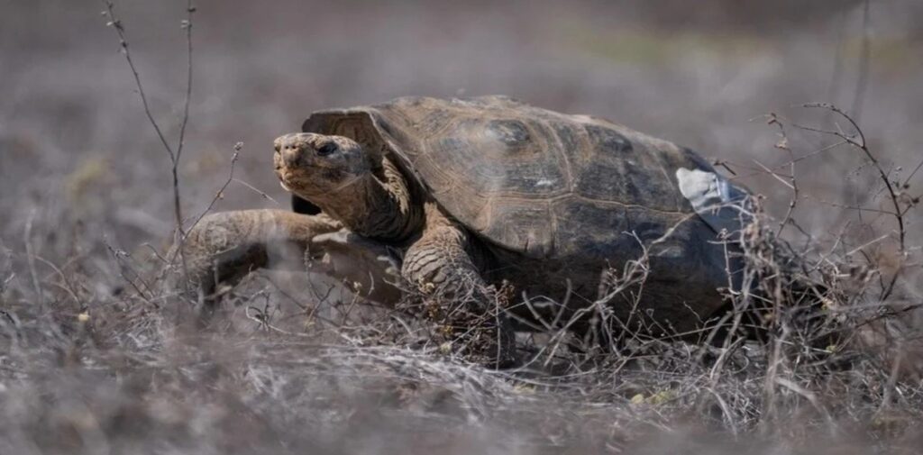 Solo 10 tortugas gigantes lograron algo increíble: restauraron un proceso natural perdido hace 180 años image rPFn8RyHU 1256x620 1