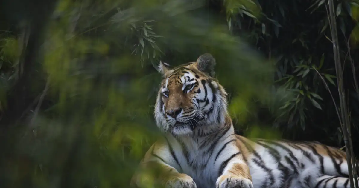 tiger-at-stichting-leeuw-credits-tessel-in-t-veld-10_66d59011_241002175214_1200x630