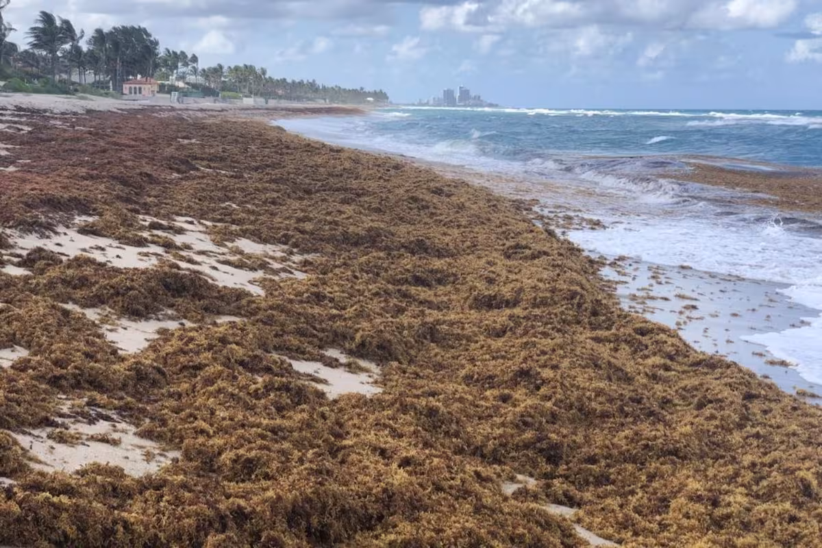 una-foto-muestra-sargazo-amontonado-en-una-playa-Q2PBVFPH6JEIJLF6VHDTHMIHA4 una-foto-muestra-sargazo-amontonado-en-una-playa-Q2PBVFPH6JEIJLF6VHDTHMIHA4