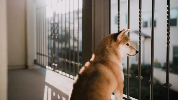 La ley que prohíbe dejar perros y gatos en balcones, terrazas y patios ya está en vigor image